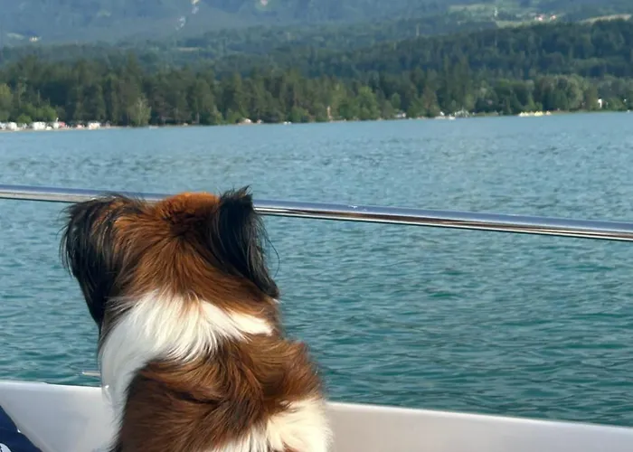 Fewos Wuzella Faaker לצכאך אובר דם פאקרסי